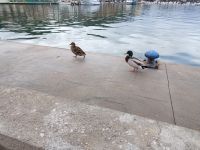 Die Ente und der Enterich - Port d'Andratx - Mallorca 