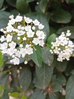 Lorbeer Schneeball Pflanze - Gärten von Alfabia - Mallorca