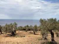 Olivenplantage bei Deia