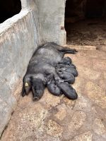 Landgut Camino Els Calderers