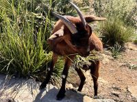 Mirador del Colomer, Ziege