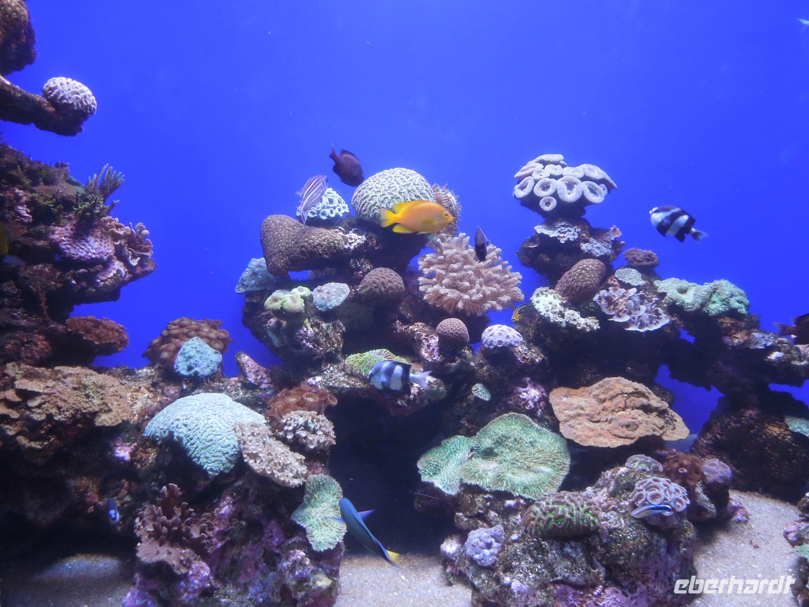 258 Palma Aquarium