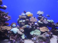 258 Palma Aquarium