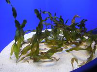 259 Palma Aquarium