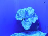 260 Palma Aquarium