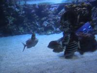261 Palma Aquarium