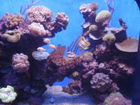 263 Palma Aquarium