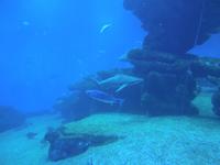 270 Palma Aquarium