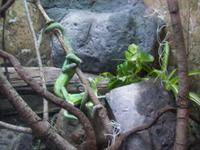 Chamäleons im Palma Aquarium