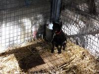 Hundewelpen auf dem Markt in Sineu