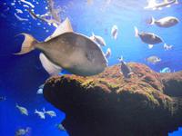 Palma Aquarium (3)