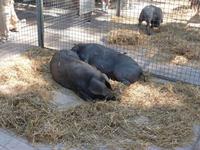 schwarze Schweine auf dem Viehmarkt in Sineu
