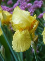 im Garten des Klosters in Valldemossa