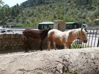 Haustiere der Gärten von Alfabia