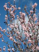 Mallorca Mandelblüte