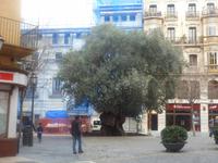 Olivenbaum in Palma City