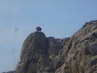 Bergziegen am Kap Formentor