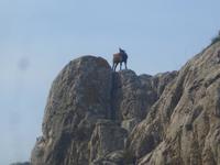 Bergziegen am Kap Formentor