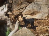 Haustiere in La Granja