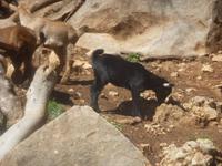 Haustiere in La Granja