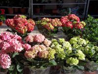 Wochenmarkt in Sineu