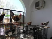 Wochenmarkt in Sineu