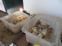 Wochenmarkt in Sineu