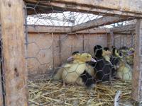 Wochenmarkt in Sineu