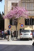 Mallorquinischer Liebesbaum