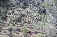 Olivenbaum-Terrassen