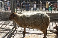 Wochenmarkt in Sineu
