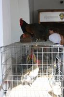 Wochenmarkt in Sineu