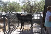 Wochenmarkt in Sineu
