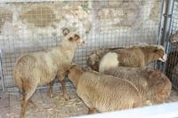 Wochenmarkt in Sineu