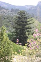 La Granja - Etagenbaum