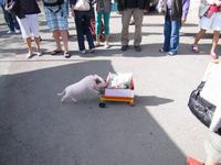 Wochenmarkt in Sineu