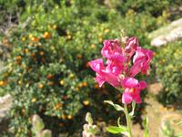 Besichtigung Kartäuserkloster im Tramuntana Gebirge