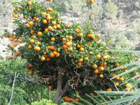 arabischen Gärten von Alfabia