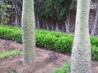 arabischen Gärten von Alfabia