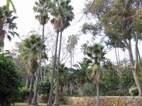 arabischen Gärten von Alfabia