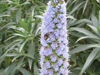 arabischen Gärten von Alfabia