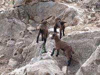 arabischen Gärten von Alfabia