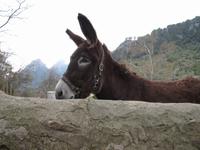 arabischen Gärten von Alfabia