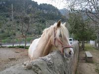 arabischen Gärten von Alfabia