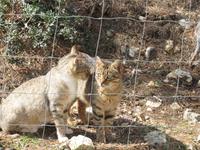 westliche Felsenküste Mallorcas