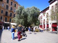 Palma altester Olivenbaum