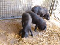 Sineu Schwarze Schweine