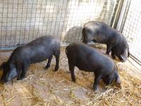 Sineu Schwarze Schweine