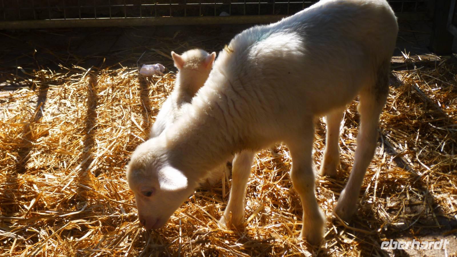 Schäfchen auf dem Wochenmarkt von Sineu