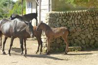 098-Gestüt Menorquinischer Pferde + Fohlen